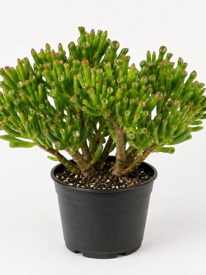 plantfinds-gollum-jade-nursery Gollum Jade