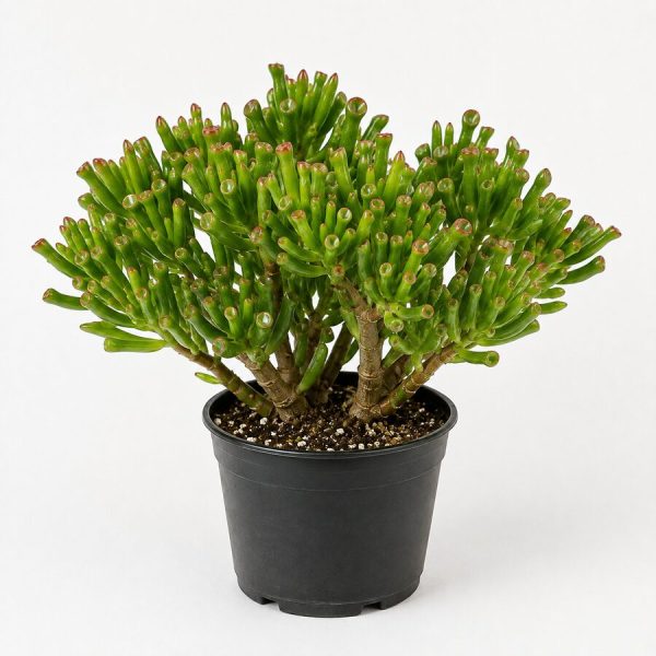 plantfinds-gollum-jade-nursery Gollum Jade