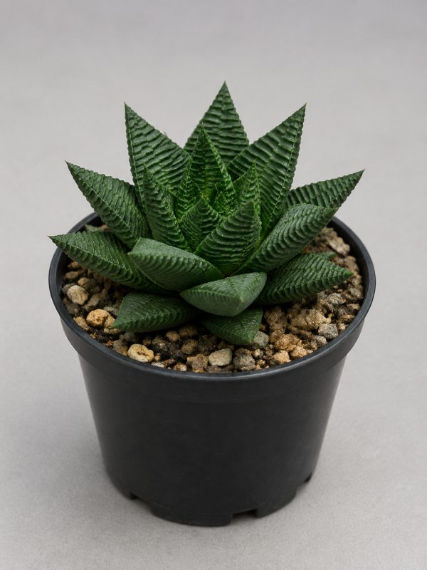 Haworthiopsis Limifolia in black nursery pot