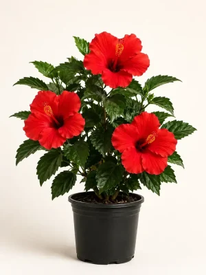 Red Hibiscus flowering plant in black nursery pot