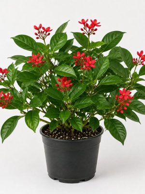 Jatropha Plant