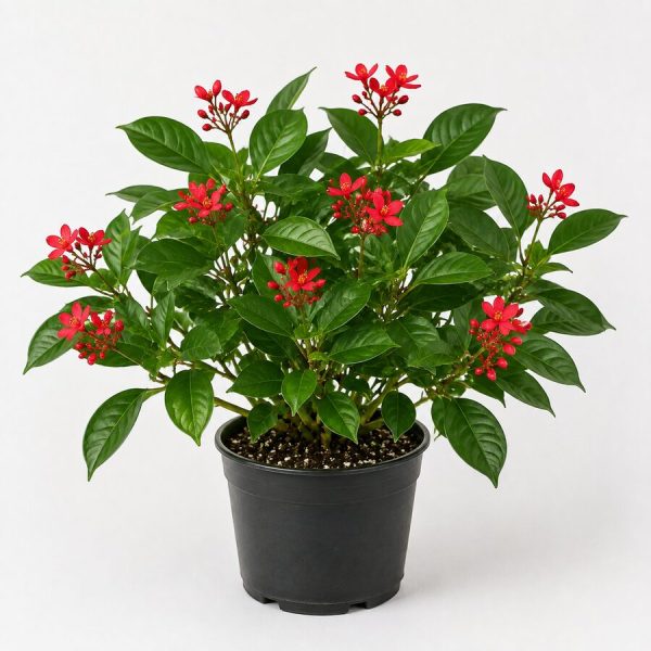 Jatropha Plant