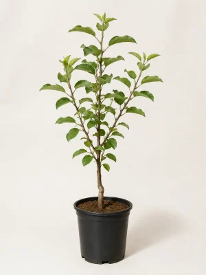 Kala Kullu apple sapling in black nursery pot