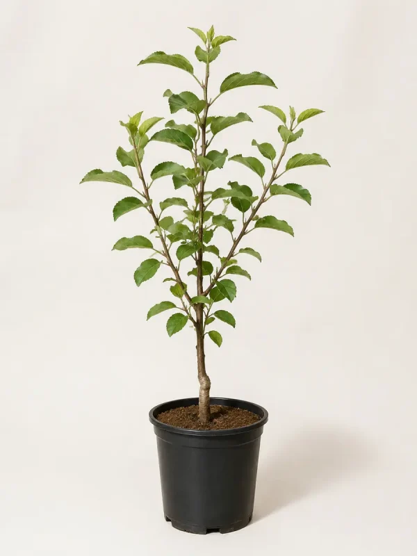 Kala Kullu apple sapling in black nursery pot