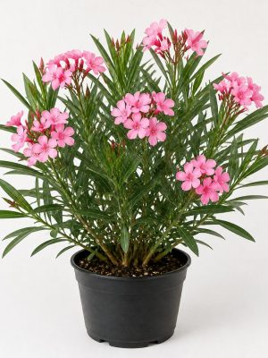 Kaner (Oleander)