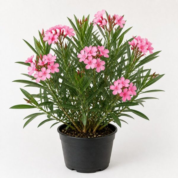Kaner (Oleander)