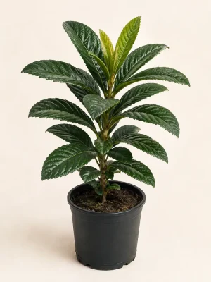 Loquat Plant