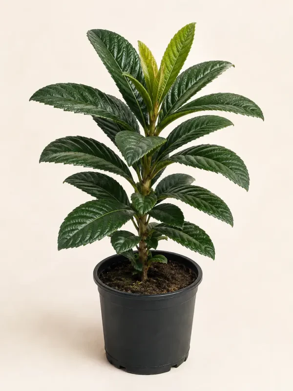 Loquat Plant