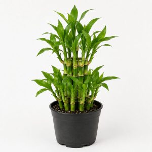 Lucky Bamboo 2 Layer Indoor Plant