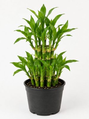 Lucky Bamboo 2 Layer Indoor Plant