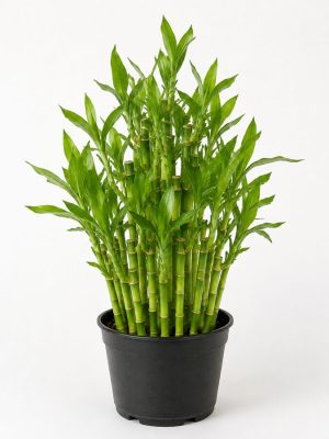 Lucky Bamboo Bunch