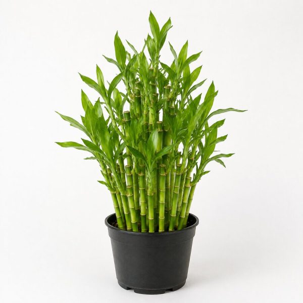 Lucky Bamboo Bunch