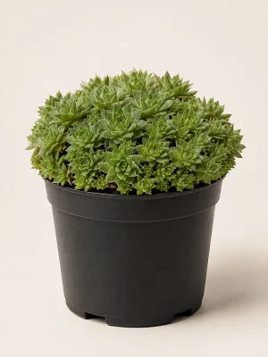 Orostachys Japonica succulent in black nursery pot