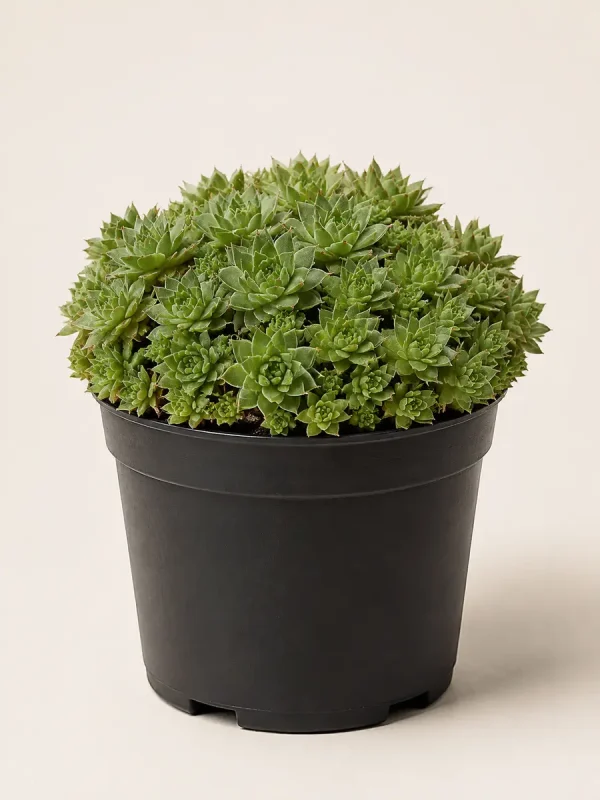 Orostachys Japonica succulent in black nursery pot