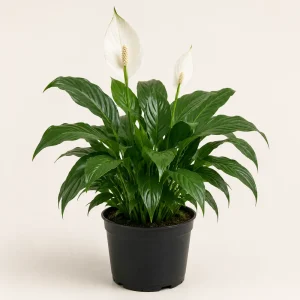 Indoor plant only in a standard nursery pot — self-watering pot not included