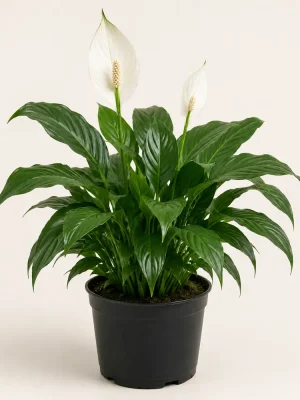 Peace lily with white flowers in a black nursery pot