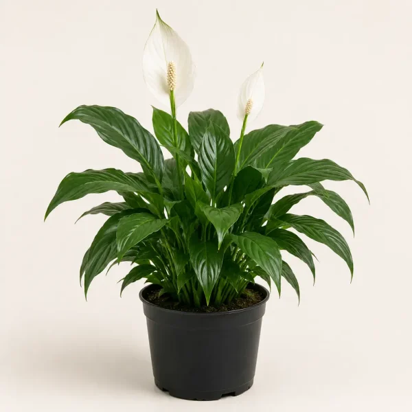 Peace lily with white flowers in a black nursery pot