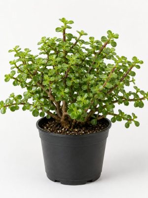 plantfinds-portulacaria-afra-nursery Portulacaria Afra