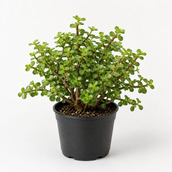 Portulacaria Afra