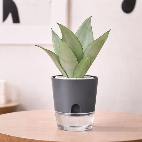 Sansevieria Moonshine (Snake Plant) in Self-Watering Pot