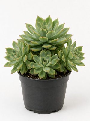 Sedeveria Letizia