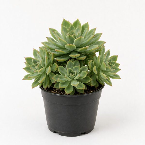 Sedeveria Letizia