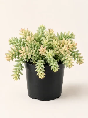 Sedum Clavatum Variegated succulent in black nursery pot