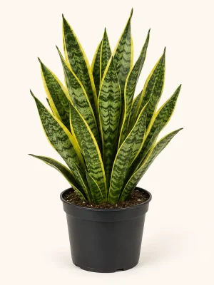 Variegated snake plant with yellow-edged leaves in a black nursery pot