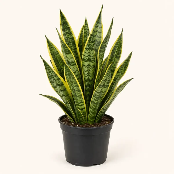 Variegated snake plant with yellow-edged leaves in a black nursery pot