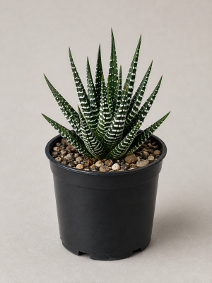 Zebra Haworthia in black nursery pot