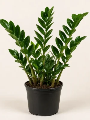 ZZ plant with glossy green leaves in a black nursery pot