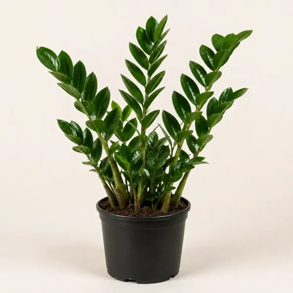 ZZ plant with glossy green leaves in a black nursery pot