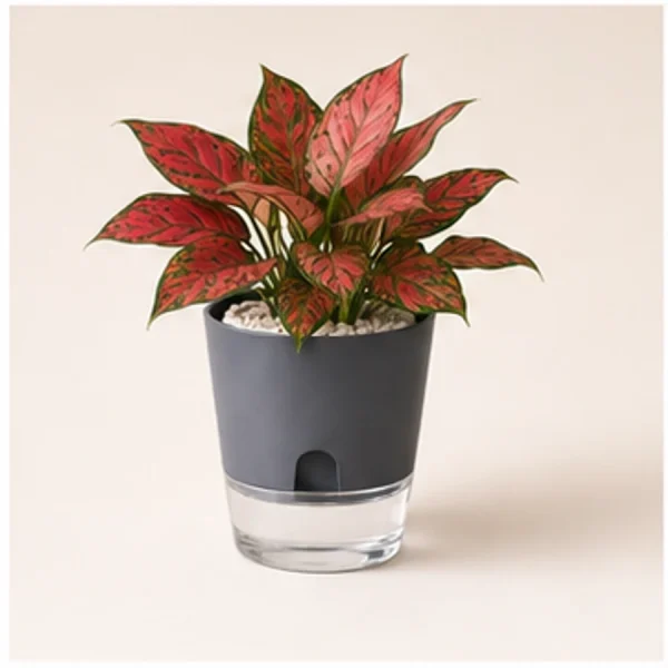 Red Aglaonema in Self-Watering Decorative Pot available online from PlantFinds Pakistan