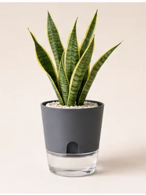 Indoor plant with PlantFinds self-watering pot