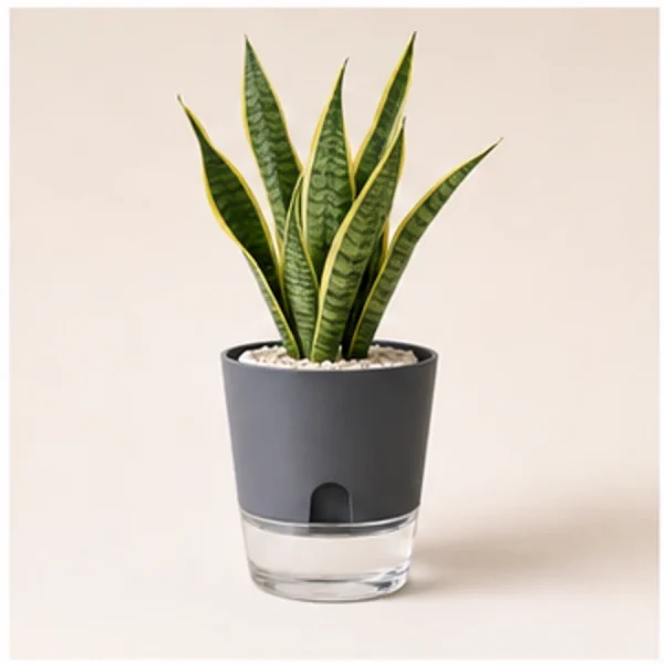 Snake Plant in Self-Watering Decorative Pot available online from PlantFinds Pakistan