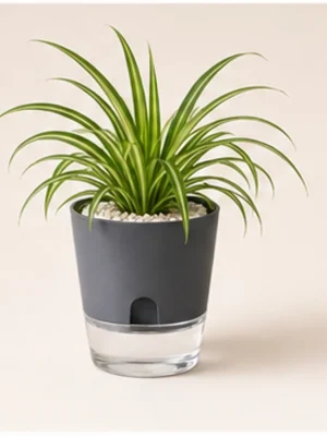 Spider Plant in Self-Watering Decorative Pot available online from PlantFinds Pakistan