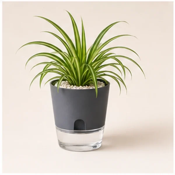 Spider Plant in Self-Watering Decorative Pot available online from PlantFinds Pakistan