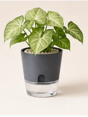 Syngonium in Self-Watering Decorative Pot available online from PlantFinds Pakistan