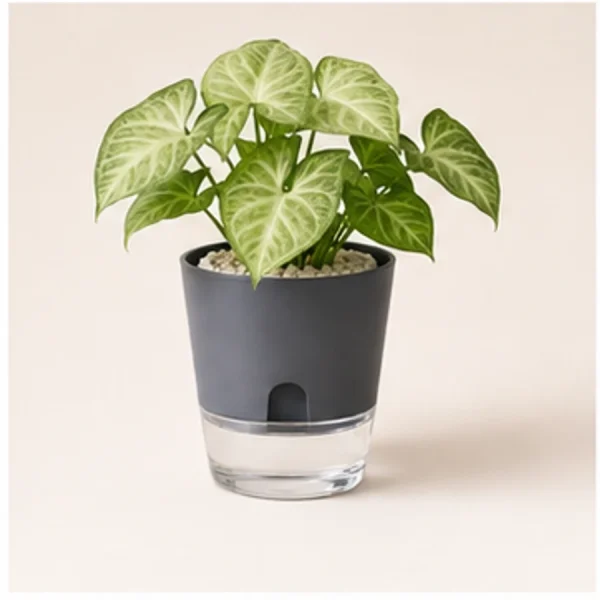 Syngonium in Self-Watering Decorative Pot Syngonium in Self-Watering Decorative Pot available online from PlantFinds Pakistan
