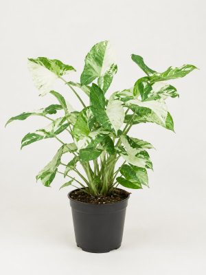Syngonium Albo