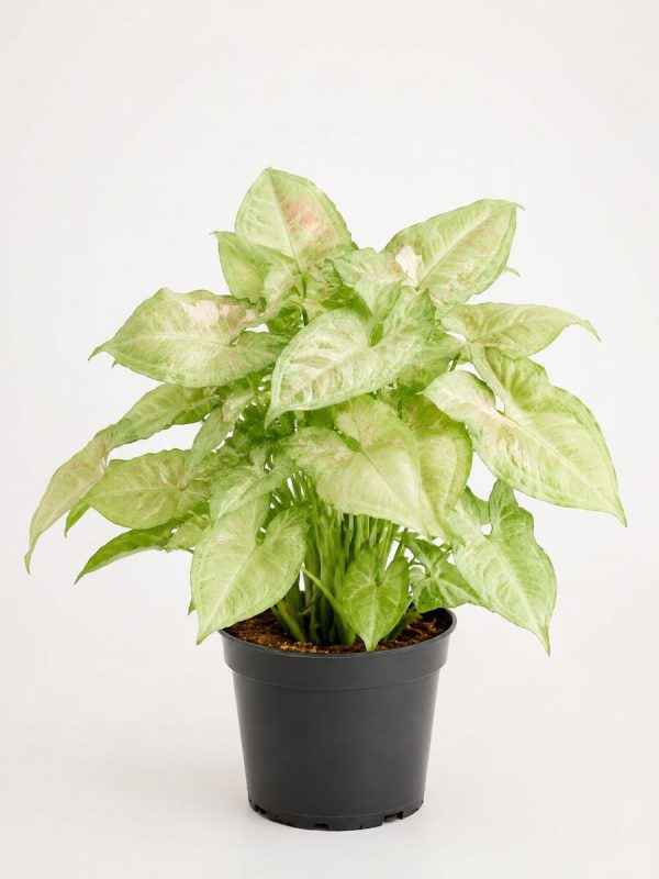 Syngonium Milk Confetti