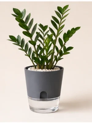 ZZ Plant in Self-Watering Decorative Pot available online from PlantFinds Pakistan