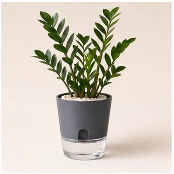 ZZ Plant in Self-Watering Decorative Pot available online from PlantFinds Pakistan